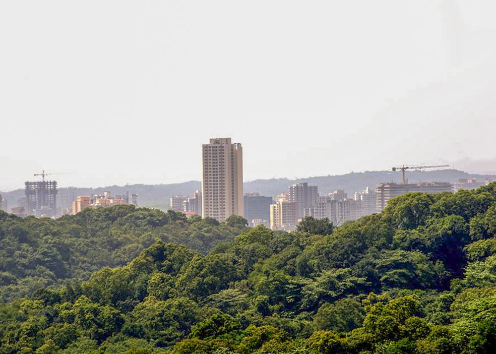 My Journey With Trees: Fascinating Photo Series By Dakshina Murthy